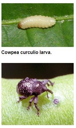 Cowpea Curculio Outbreak Anticipated After Mild Winter